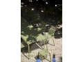 Palissade Table_Palissade Armchair_Palissade Ottoman_olive.jpg
