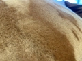 Soft Cushion Ochre - poduszka