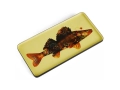 GD500-FLOWERFISH-2.jpg
