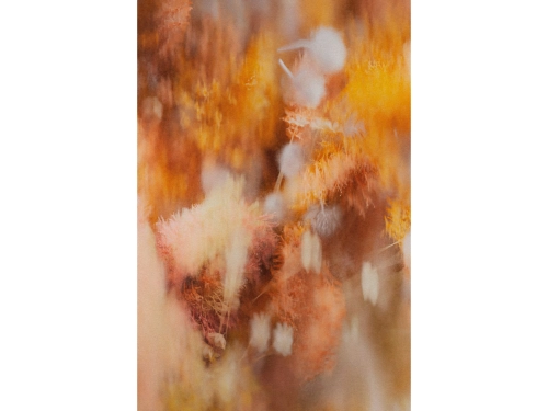 POLLINATION-OF-HORTENSIA-CARPET-AUTUMN-200X300cm-300Dpi-Detail.jpg