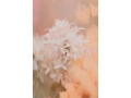 POLLINATION-OF-HORTENSIA-CARPET-SUMMER-200X300cm-300Dpi-Detail.jpg