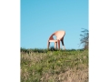 Magis_bell_chair_ambient_SD2900_sunrise_06_hr.jpg
