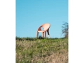 Magis_bell_chair_ambient_SD2900_sunrise_06_hr.jpg