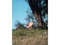Magis_bell_chair_ambient_SD2900_sunrise_07_hr.jpg