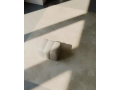NORR11-West Timber Court-Studio Pouf and Bench-6-Web.jpg