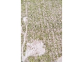 9372_WET-GARDEN_DETAIL_02__WEB.jpg