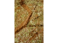 9320_GREEN-MEADOWS_DETAIL_02__WEB.jpg