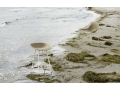 2023_Mat_Chair_Seaweed_Cream_Steel_Mat_Barstool_Seaweed_Cream_Steel_04.jpg