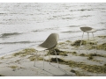 2023_Mat_Chair_Seaweed_Cream_Steel_Mat_Barstool_Seaweed_Cream_Steel_02.jpg
