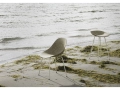 2023_Mat_Chair_Seaweed_Cream_Steel_Mat_Barstool_Seaweed_Cream_Steel_02.jpg
