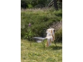 Hee Lounge Chairs black_Frotte Stripe warm yellow.jpg