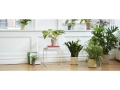 Botanical_Family_.jpg04.jpg