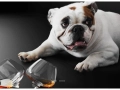 cognac101-kopia.jpg