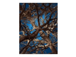 Liquid Maple - dywan