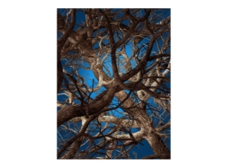 Liquid Maple - dywan