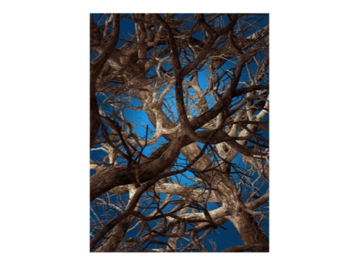 maple01.jpg