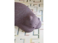 Resting_Bear_02.jpg