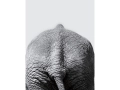 Kristalia_Elephant_.jpg15.jpg