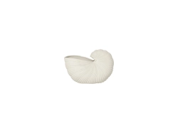 Shell Pot - donica