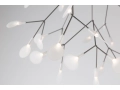 heracleum-endless.jpg01.jpg