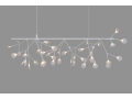 heracleum-endless.jpg04.jpg