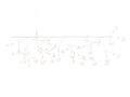 heracleum-endless.jpg07.jpg