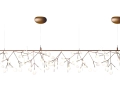 heracleum-endless.jpg11.jpg