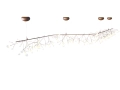 heracleum-endless.jpg13.jpg
