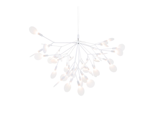 Heracleum_II_.JPG02.JPG