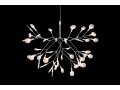 Heracleum_II_.JPG04.JPG