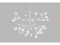 Heracleum_II_.JPG05.JPG