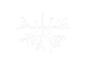 Heracleum_II_.JPG06.JPG
