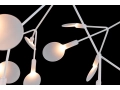 Heracleum_II_.JPG10.JPG