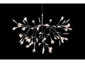 Heracleum_II_.JPG12.JPG