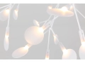 Heracleum_II_.JPG15.JPG
