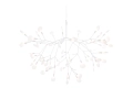 Heracleum_II_.JPG21.JPG
