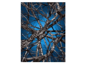 Liquid Birch - dywan