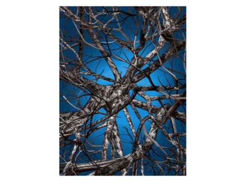Liquid Birch01.jpg