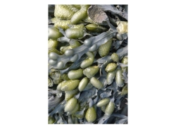 Seaweed - dywan